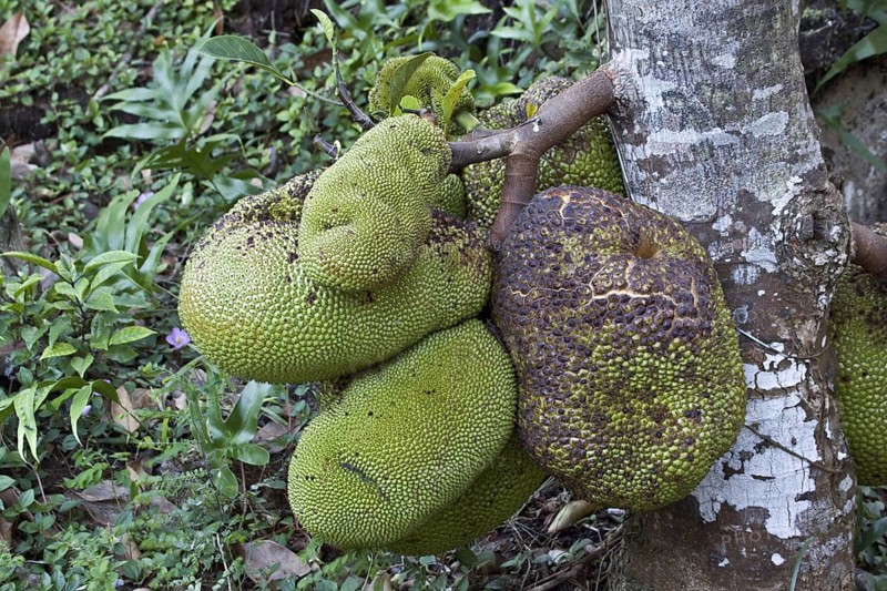 Artocarpus heterophylla