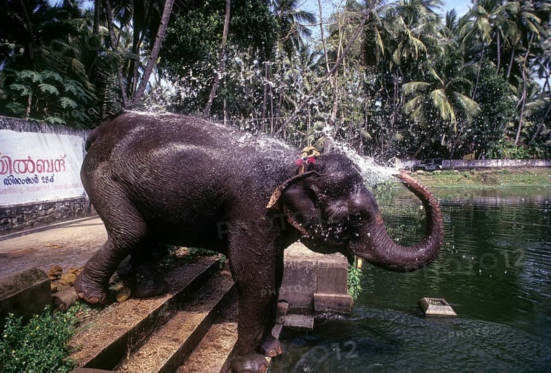 Temple elephant bathing in the pond at Thiruvananthapuram or Trivandram