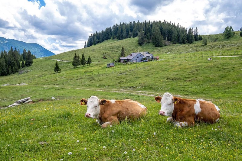 Cows