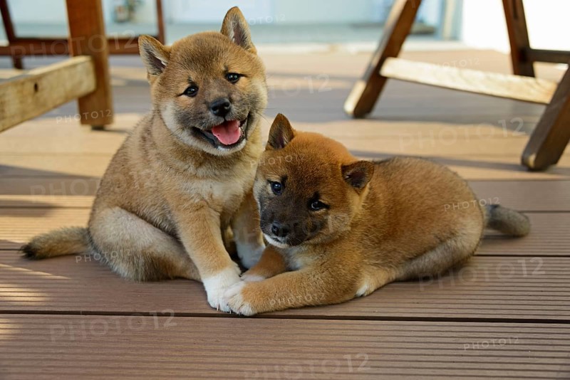 Shiba Inu
