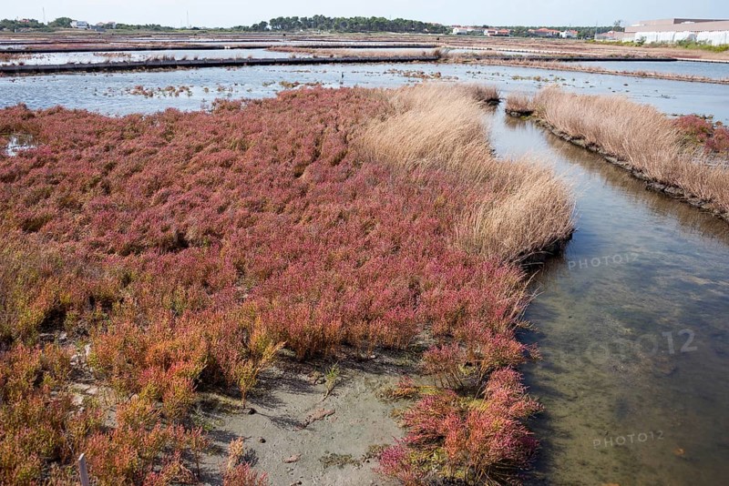 Salt field