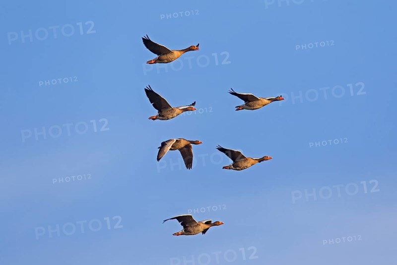 Migrating greylag goose