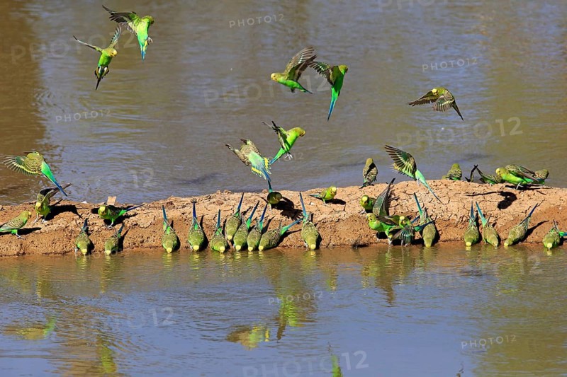 Budgie