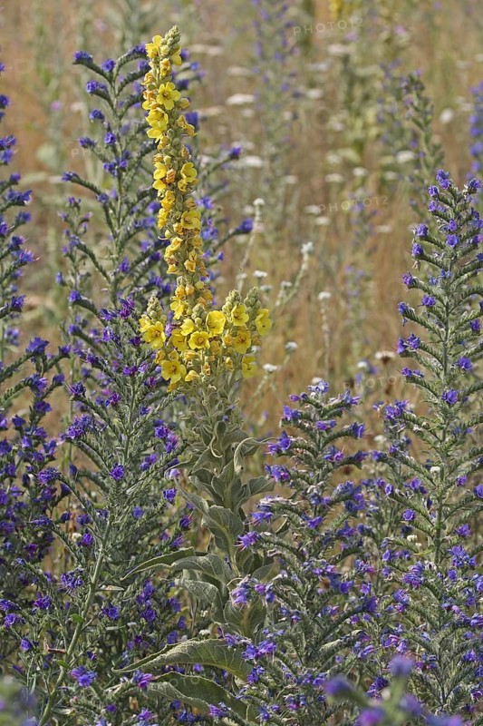 Common viper's bugloss