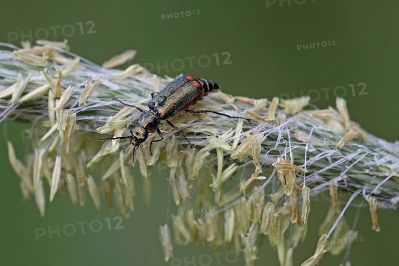 Two-spotted malachite beetle