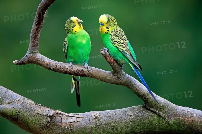 Budgerigar