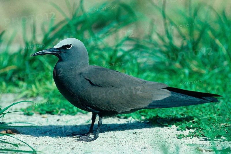 Lesser Noddy