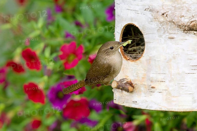 House Wren