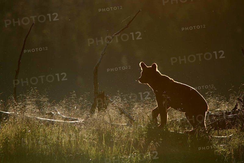Adult grizzly bear