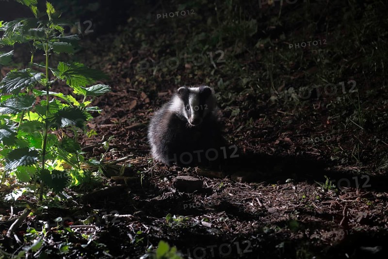 Badger