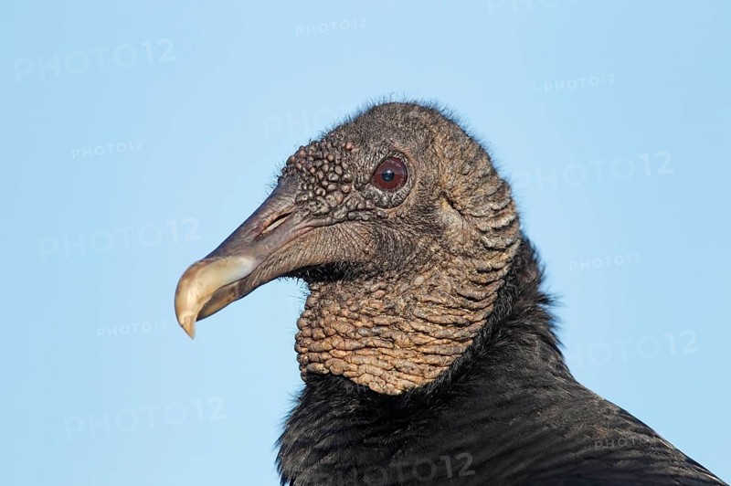 American Black Vulture