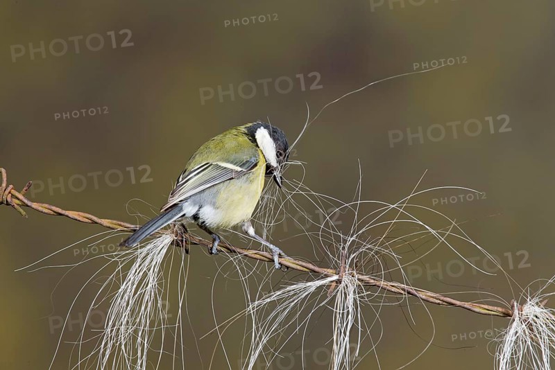 Great Tit