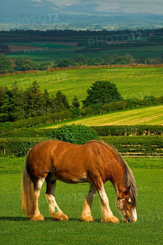 Clydesdale stallion