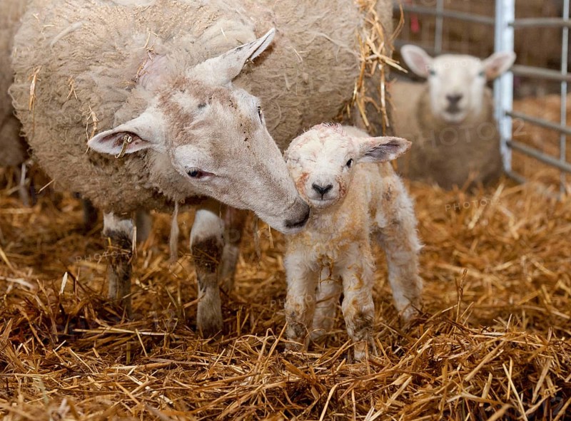 Domestic sheep