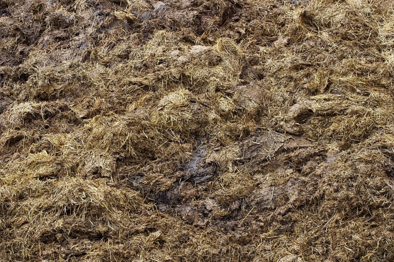Close-up of the dung heap