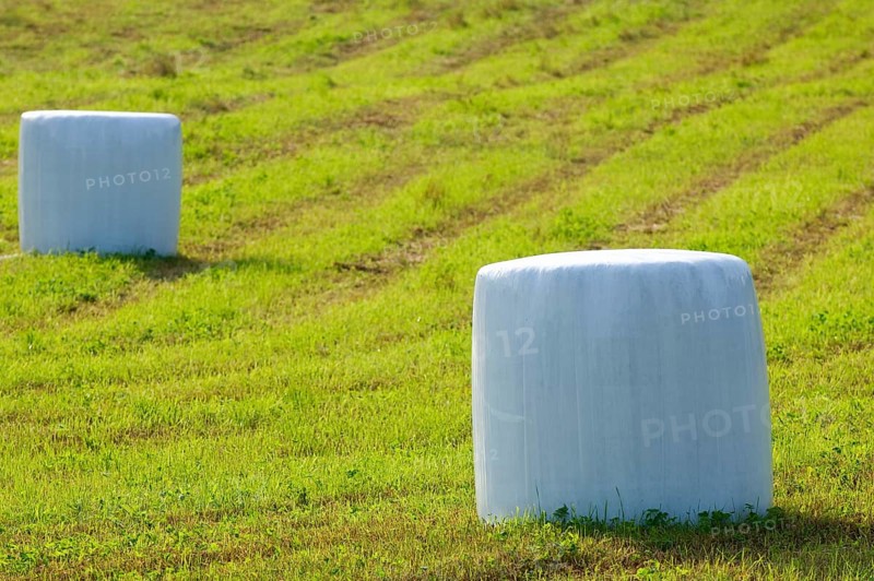 Plastic wrapped silage round bales in the field