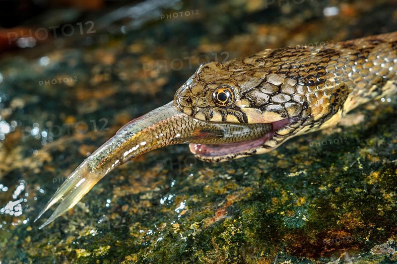 Viperine snake