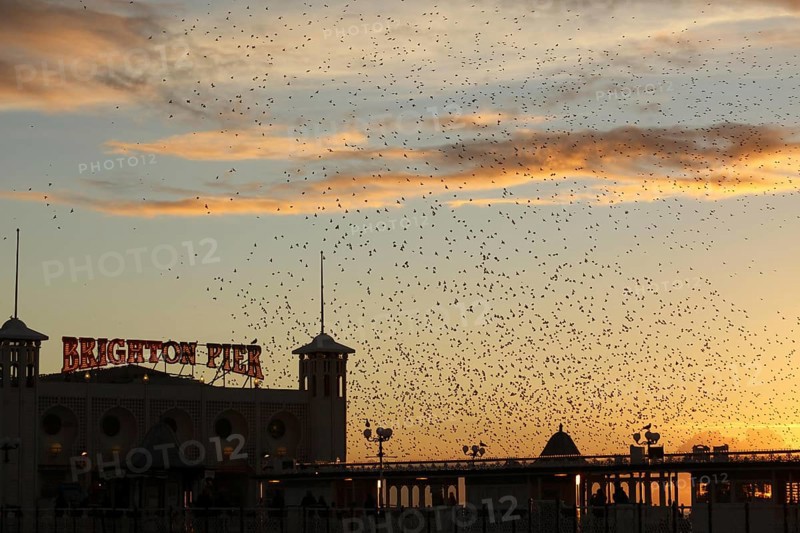 Common common starling