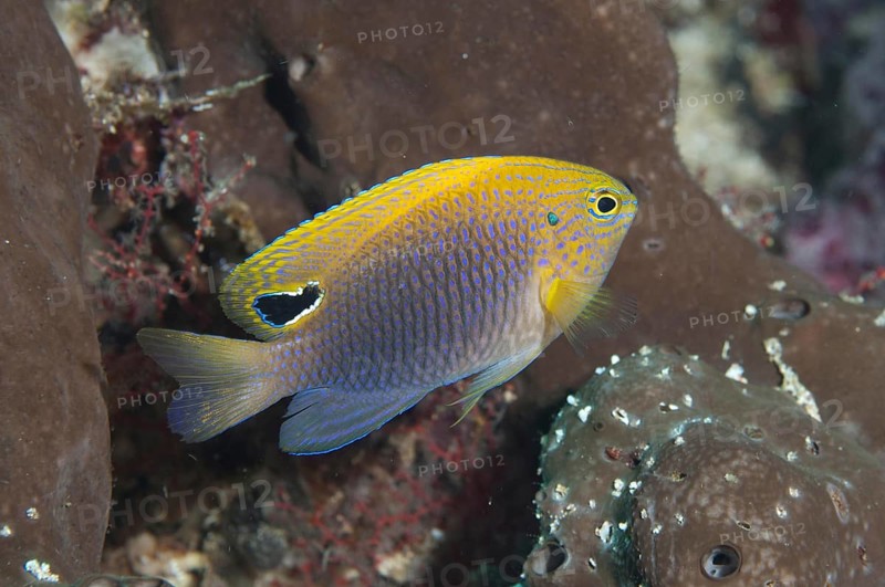 Princess Damselfish