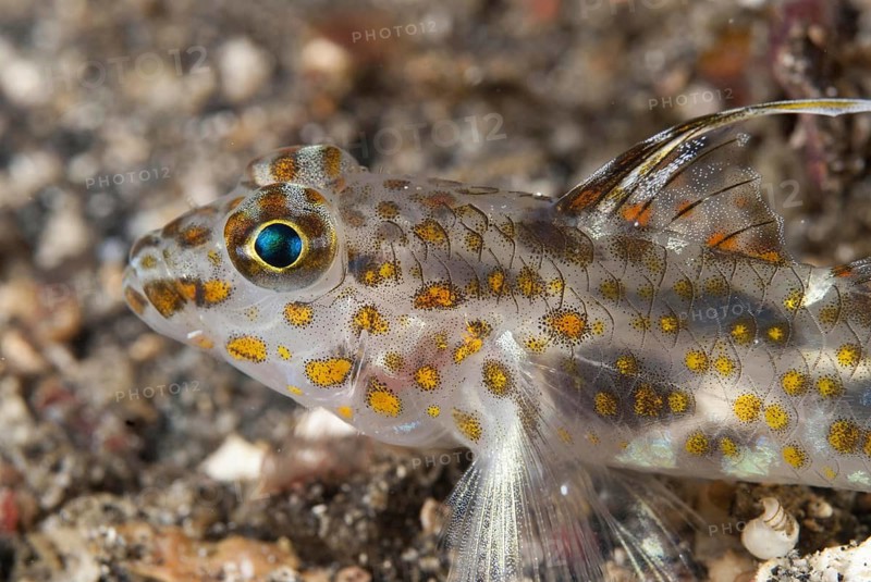 Spotted goby