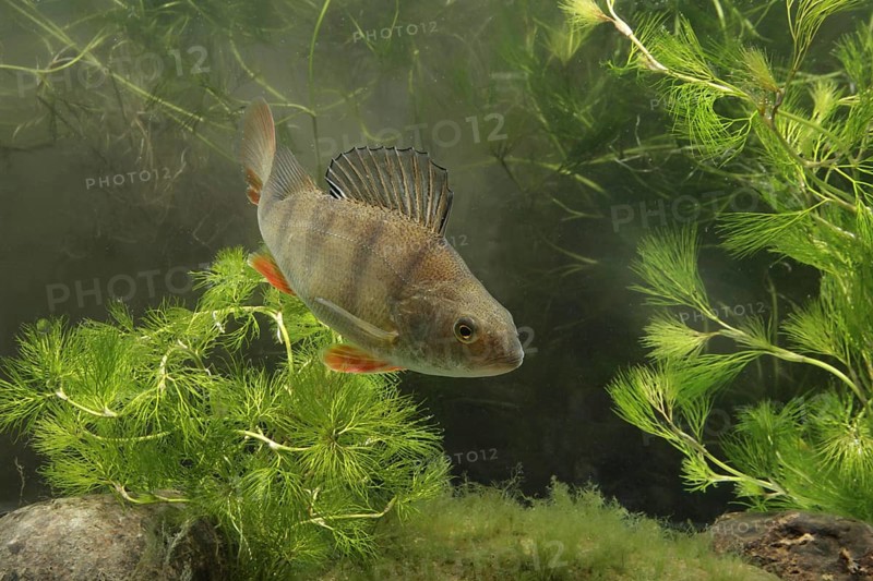 Perch