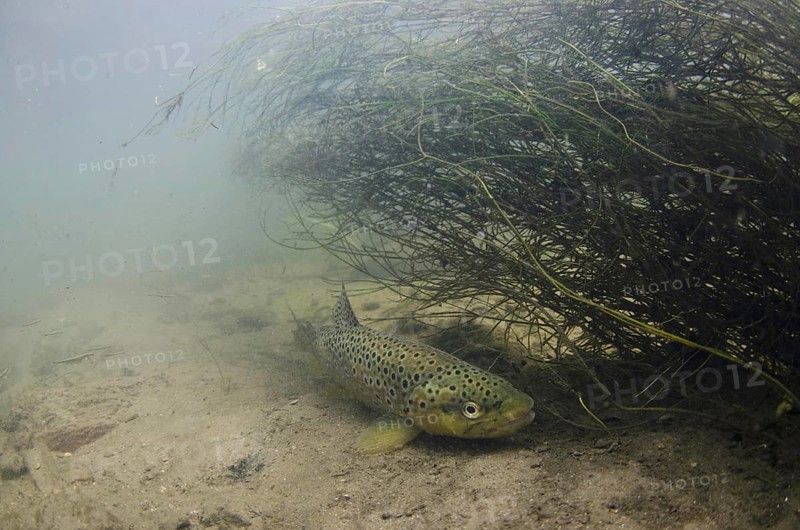 Salmo trutta forma fario