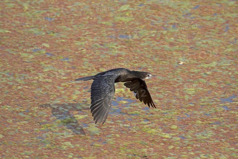 Lesser little cormorant