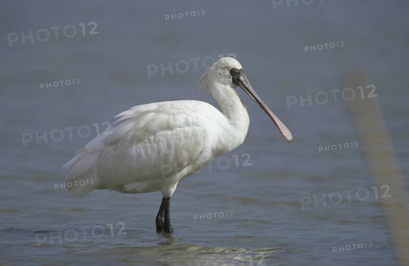 Black-faced Spoonbill
