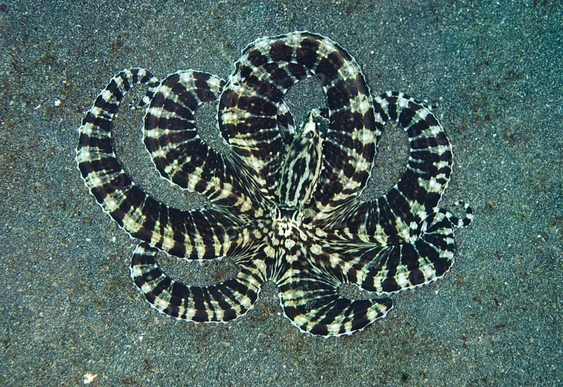 Adult mimic octopus
