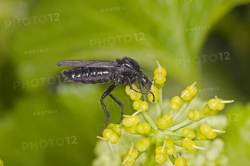 St.