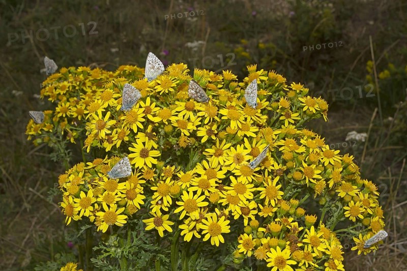 Chalkhill Blue