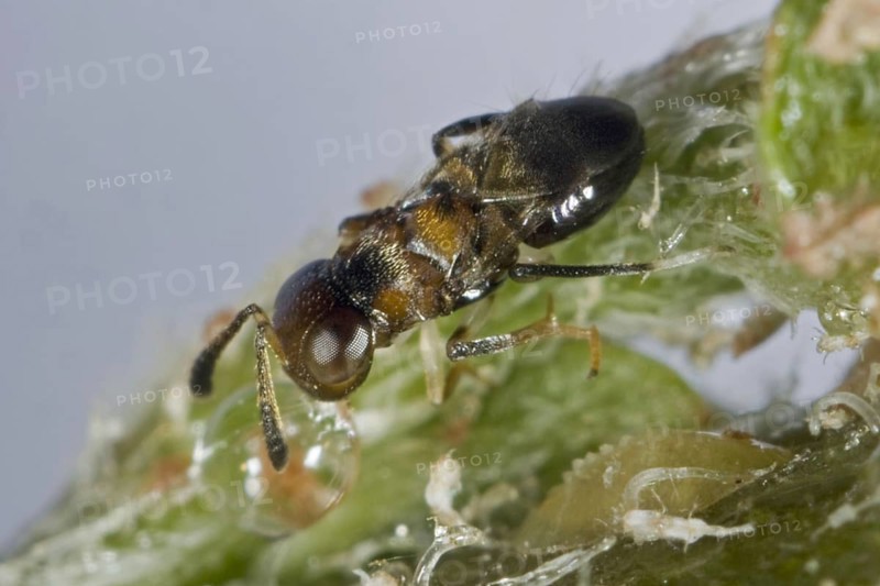 Parasitoid wasp