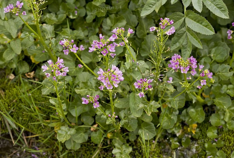 Radish-leaved Bittercress