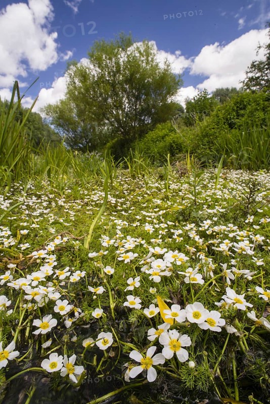 Flowering mass of river water crowfoot