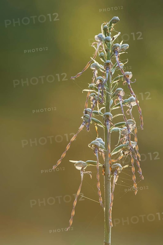 Lizard Orchid