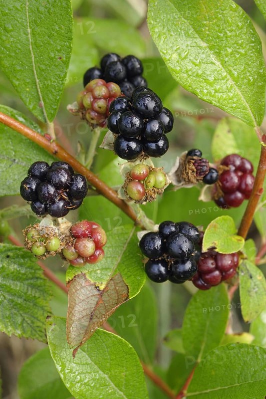 European Dewberry