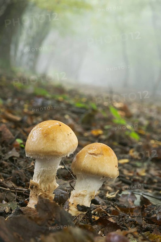 Orange grisette