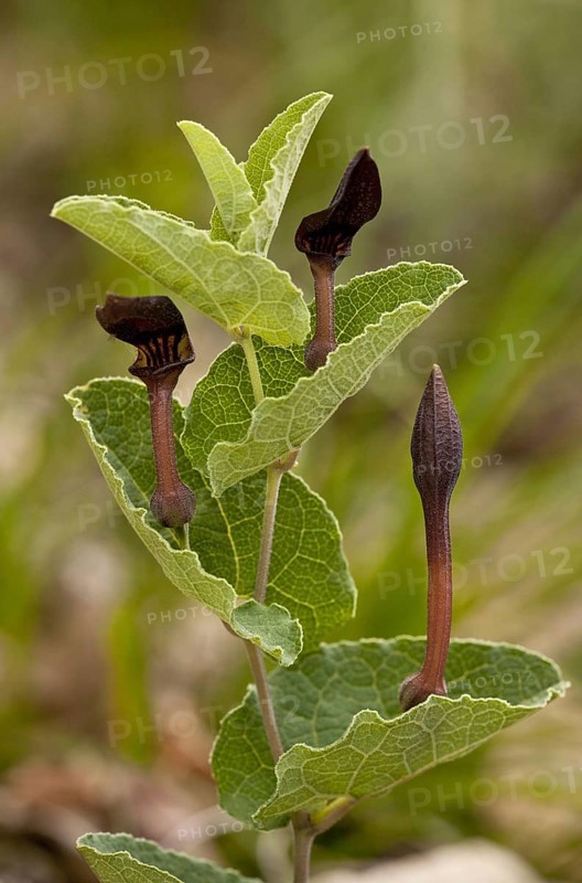 Birthwort