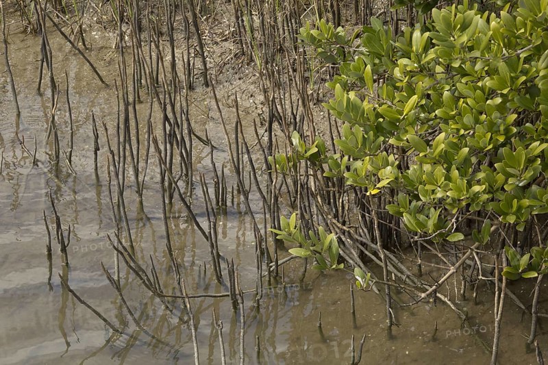 Black Mangrove