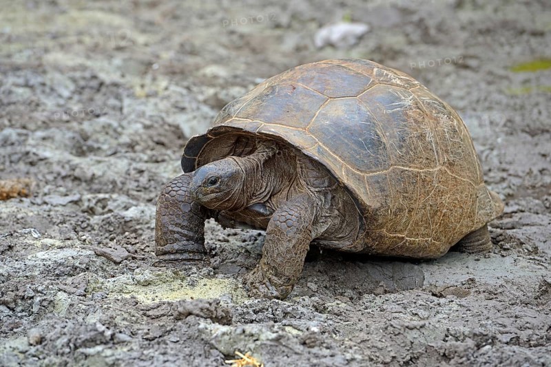 Aldabra giant tortoises