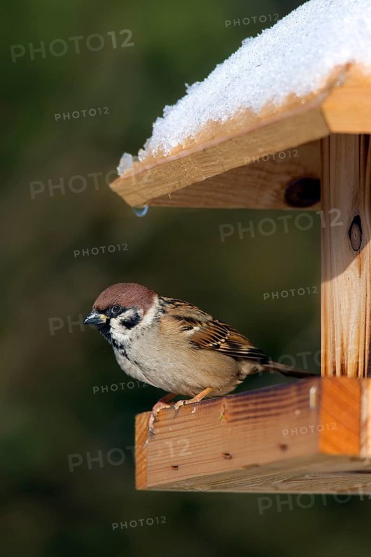 Eurasian tree sparrow