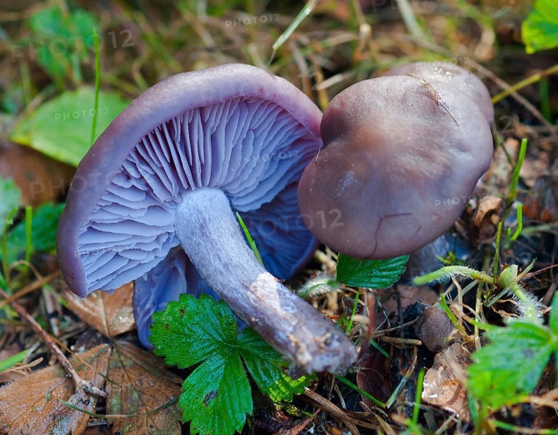Violet Reddish Knightling