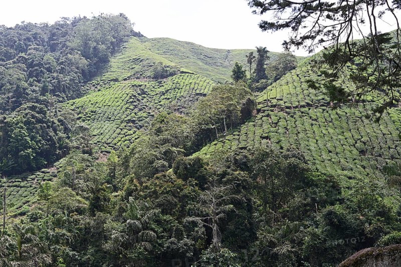Tea Plantation