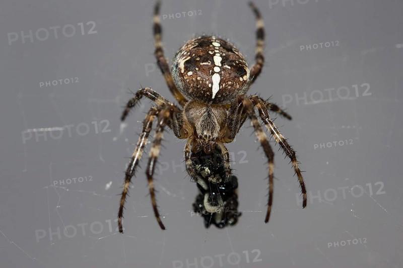 European garden spider