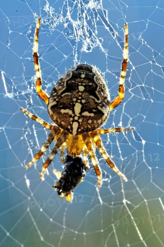 European garden spider