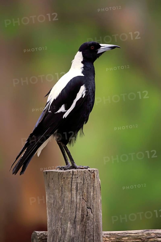 Australian magpie