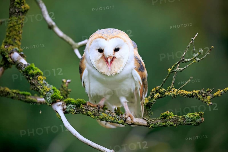 Barn Owl