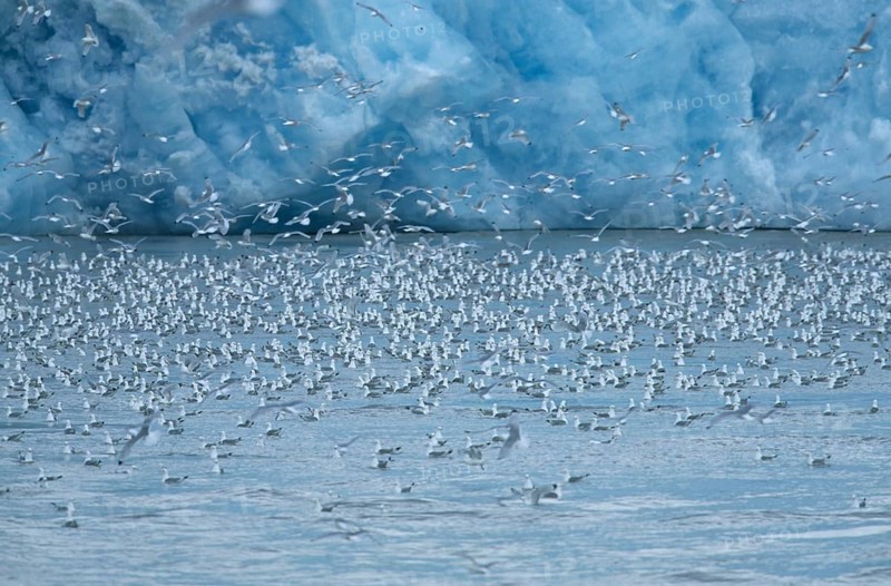 Larus tridactylus