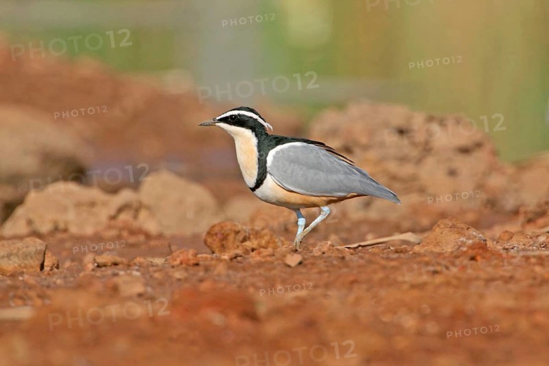 Egyptian Plover