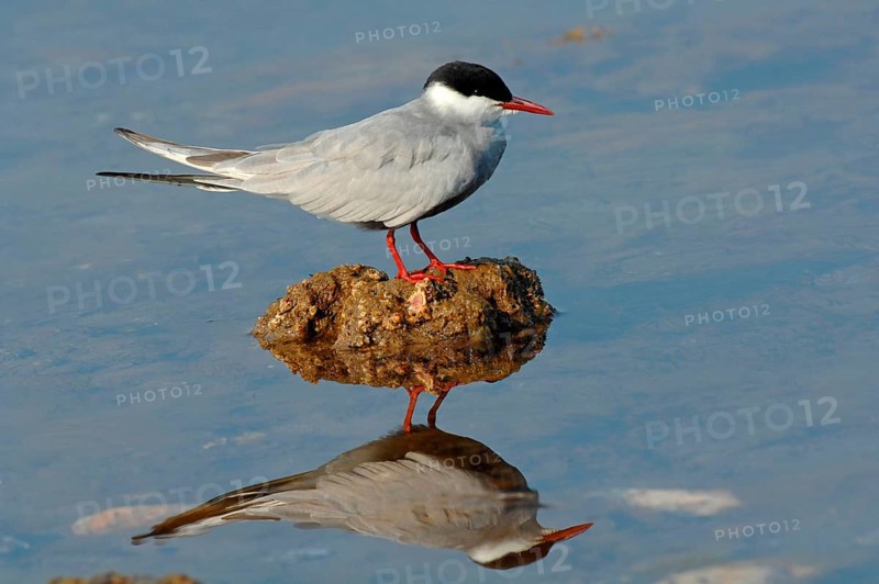 White-bearded Tern